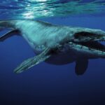 Researchers Question Authenticity of Mosasaur Fossil in Morocco Mine