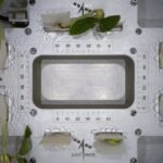 ISRO Cowpea Seeds Successfully Germinate in Space: Everything You Need to Know