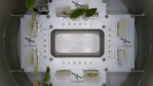 ISRO Cowpea Seeds Successfully Germinate in Space: Everything You Need to Know