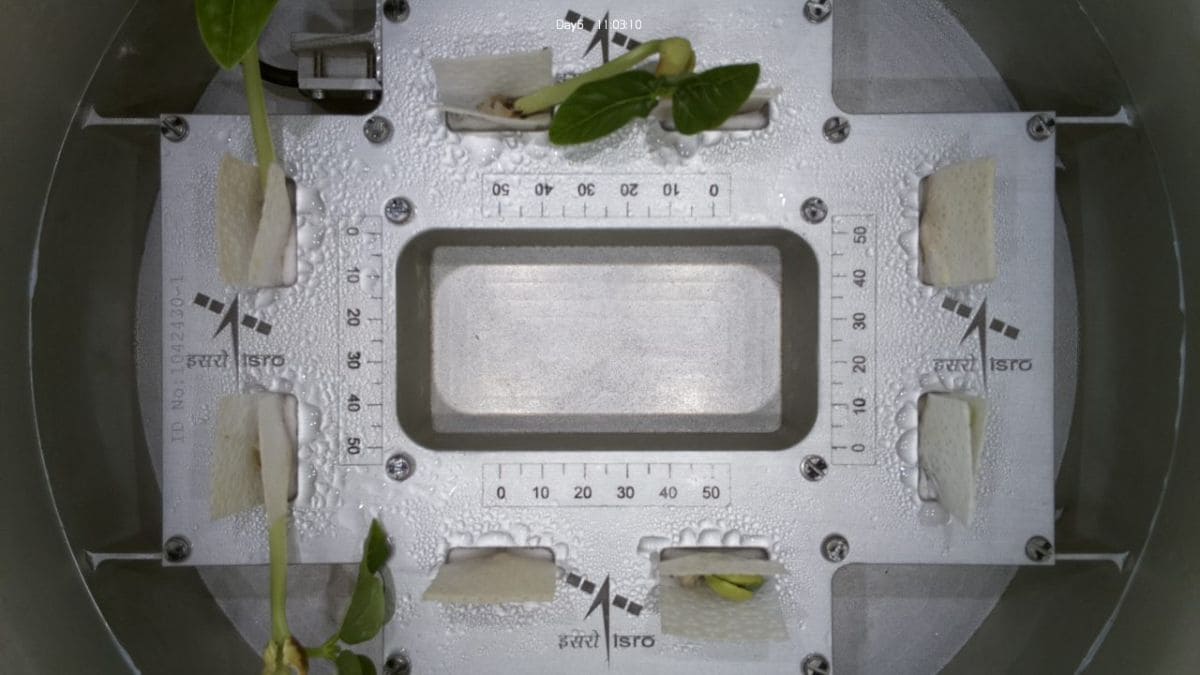 ISRO Cowpea Seeds Successfully Germinate in Space: Everything You Need to Know