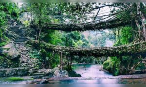 Celebrating Meghalaya’s Living Root Bridge, CM Sangma visits Siejlieh village