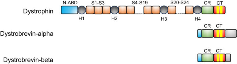 New insights into protein roles in Duchenne muscular dystrophy