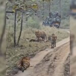 5 Tigers Sunbathe In Front Of Tourists At Madhya Pradesh Reserve