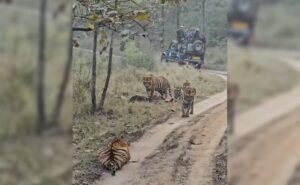 5 Tigers Sunbathe In Front Of Tourists At Madhya Pradesh Reserve