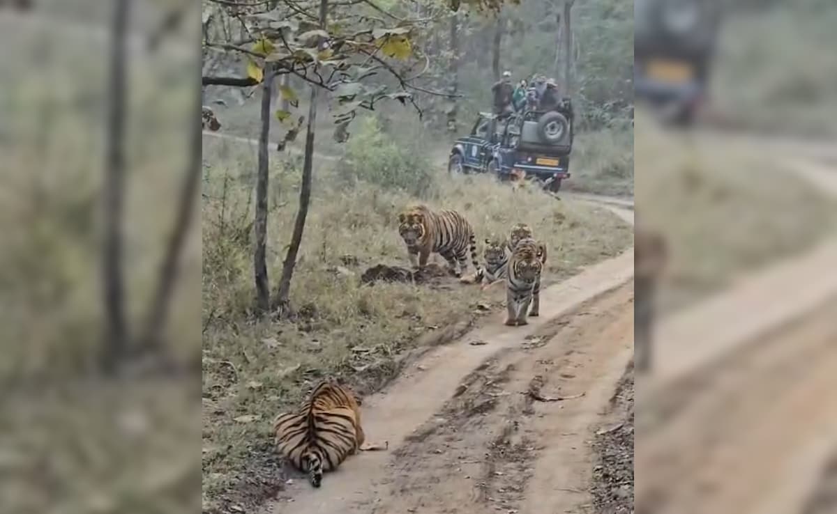 5 Tigers Sunbathe In Front Of Tourists At Madhya Pradesh Reserve