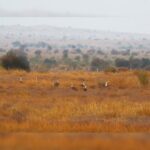 In Rare Sighting, 12 Endangered Great Indian Bustards Spotted Together In Rajasthan