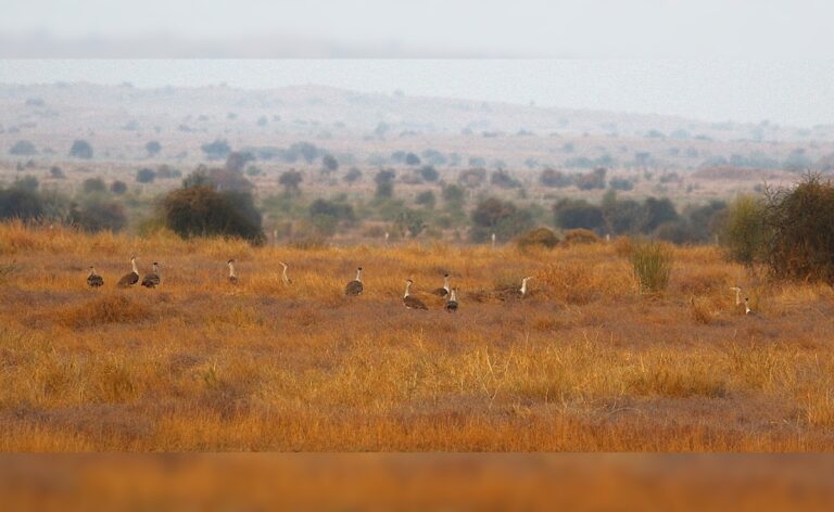 In Rare Sighting, 12 Endangered Great Indian Bustards Spotted Together In Rajasthan