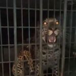 Leopard Caught In Gurugram Residential Society After 4-Hour Long Operation