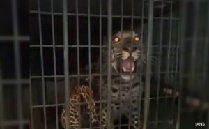 Leopard Caught In Gurugram Residential Society After 4-Hour Long Operation