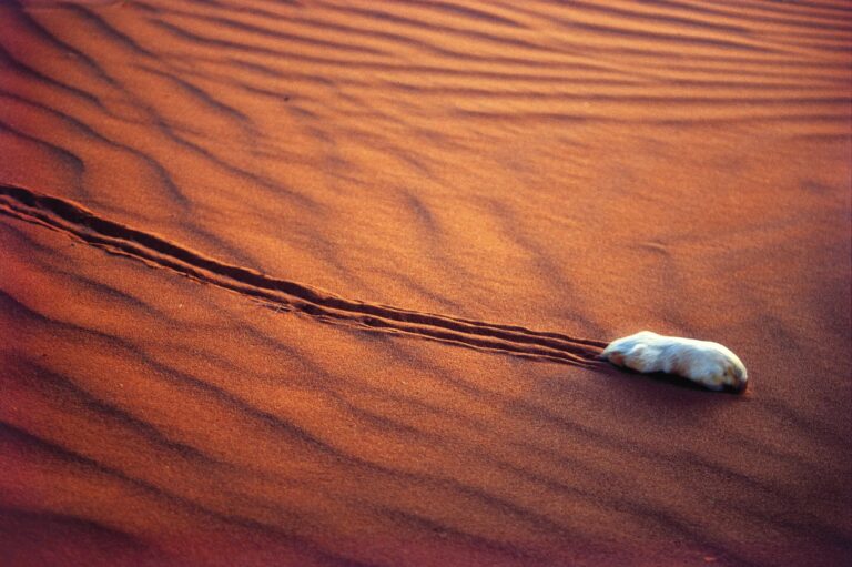 Scientists are discovering the deepest evolutionary secrets of Australia’s marsupial mole