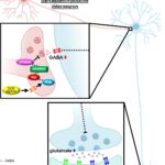 Scientists uncover rapid-acting, low-side-effect antidepressant target