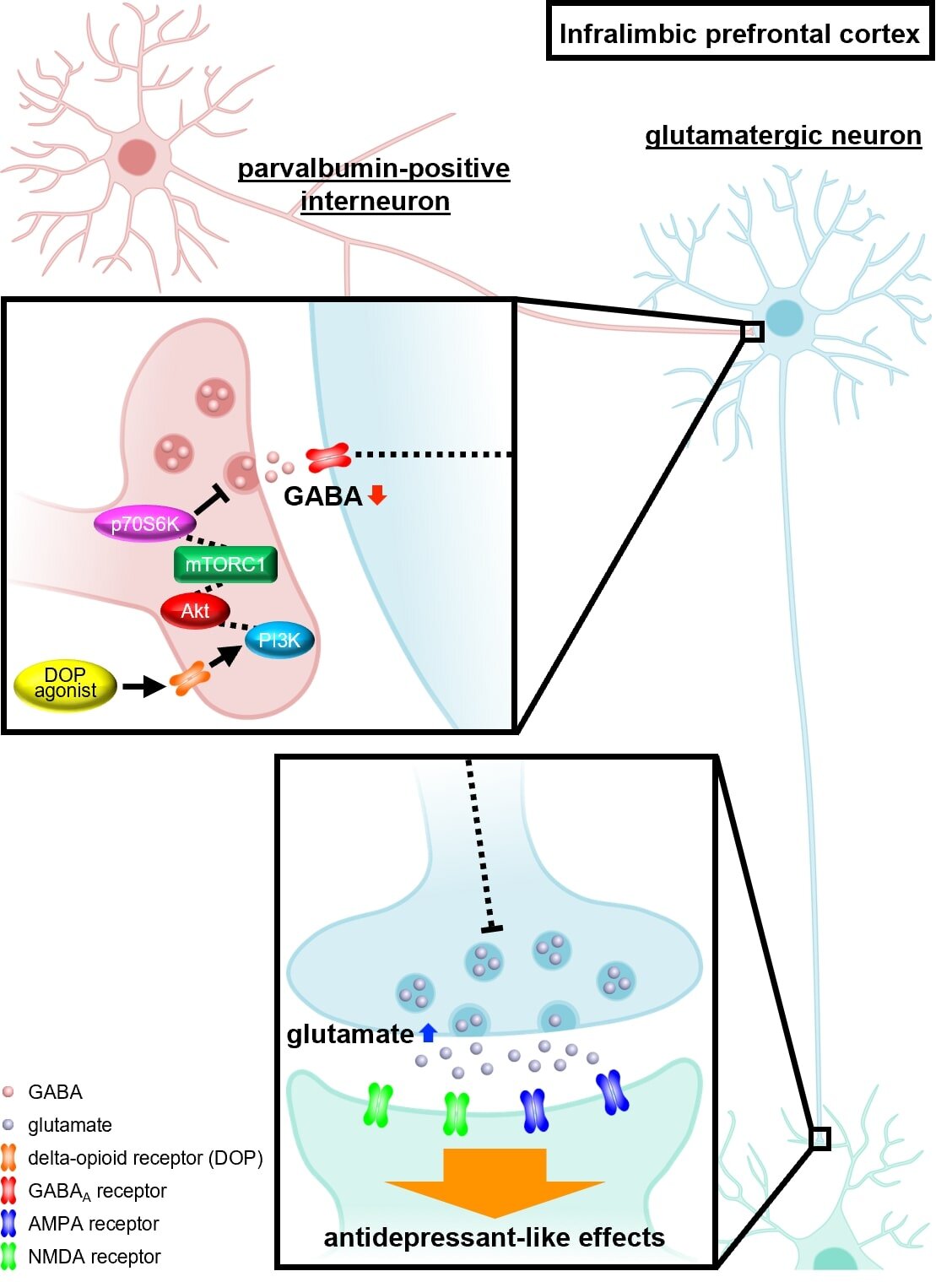 Scientists uncover rapid-acting, low-side-effect antidepressant target