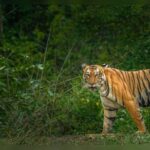 Bandipur national park: Night travel ban sparks controversy between states