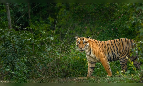 Bandipur national park: Night travel ban sparks controversy between states