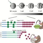 Study reveals new mechanism of mRNA poly(A) tail regulation in early embryos