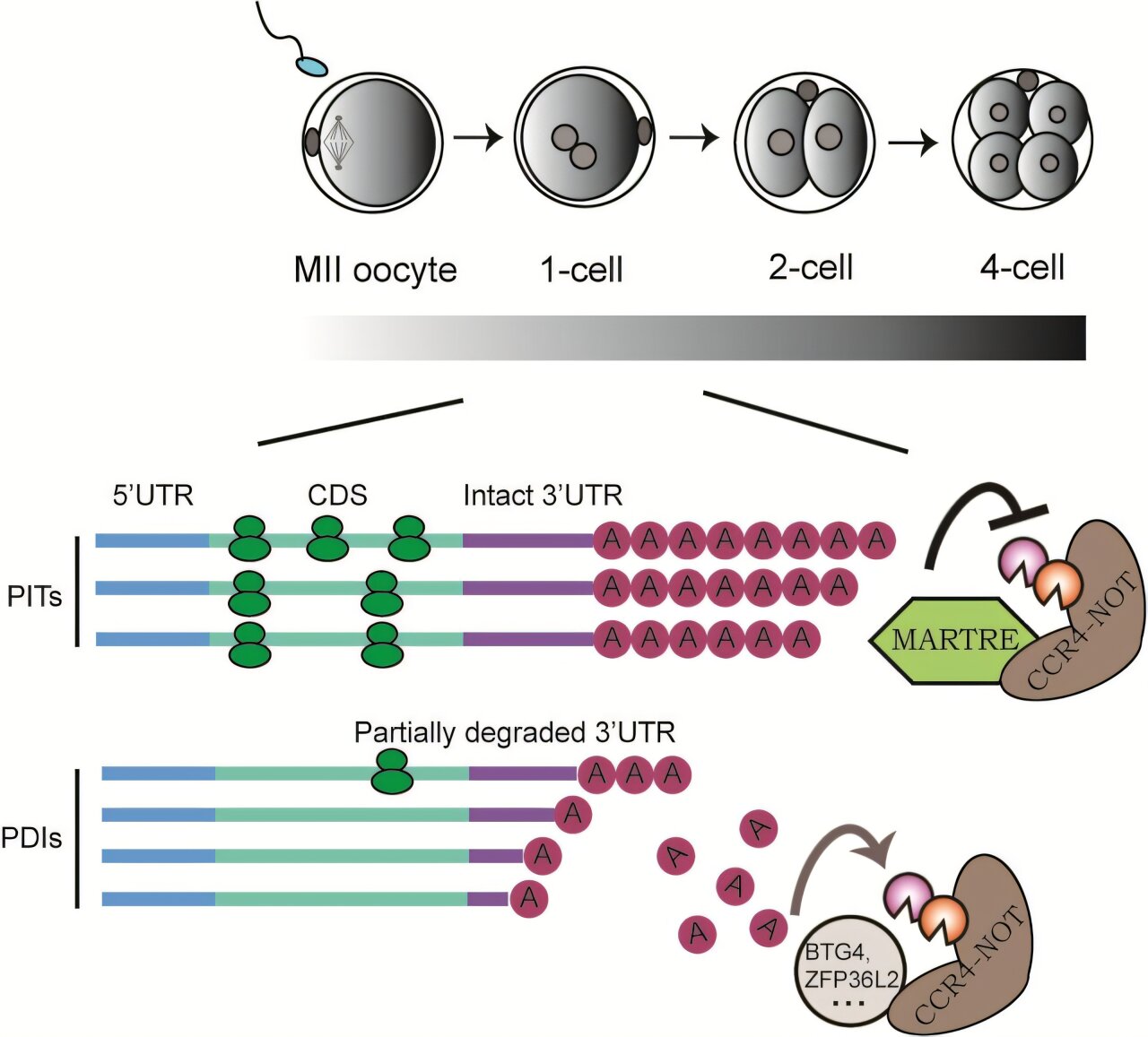 Study reveals new mechanism of mRNA poly(A) tail regulation in early embryos