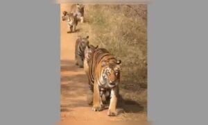 ‘Saturday armchair sighting’: Anand Mahindra shares video of tiger with 5 cubs at Tadoba National Park