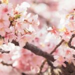 Here’s the Cherry Blossom forecast for 2025, according to the Japan Meteorological Corporation