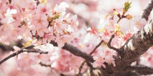 Here’s the Cherry Blossom forecast for 2025, according to the Japan Meteorological Corporation