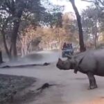 Mother And Daughter Fall In Front Of Rhinos In Kaziranga. Here’s What Happened Next